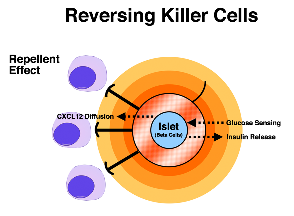 Photo of Putting Killer Cells in Reverse: The Hidden Power of CXCL12