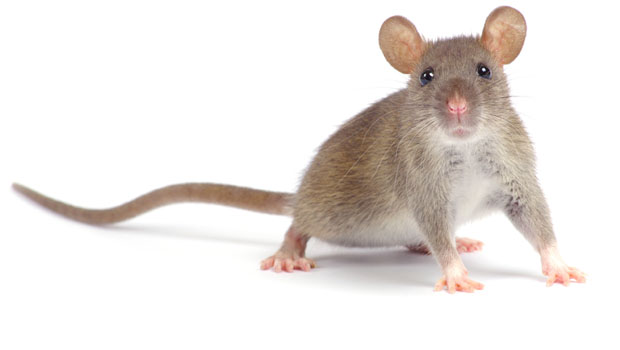 Photo of The Mouse Trap