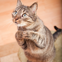 shutterstock_110549891_Hopeful_Cat_200px