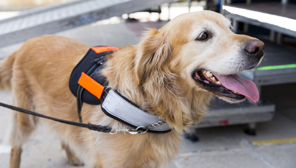 Photo of Why People are Skeptical of Your Diabetes Service Dog