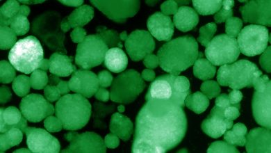 Photo of Are Immune-Evasive Islet Cells the Key to a Type 1 Cure?